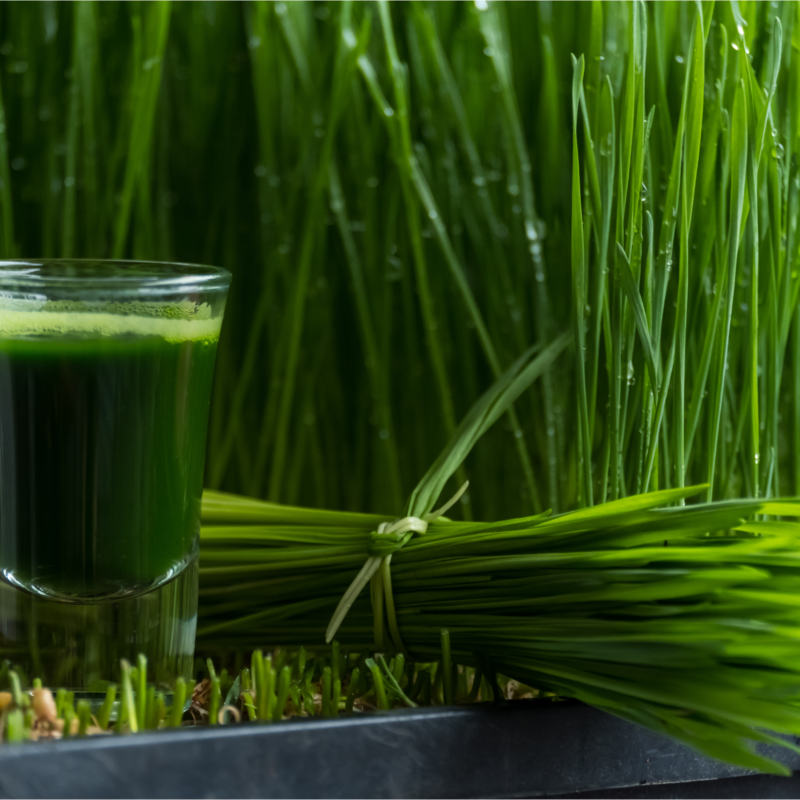 Blog Wheat Grass