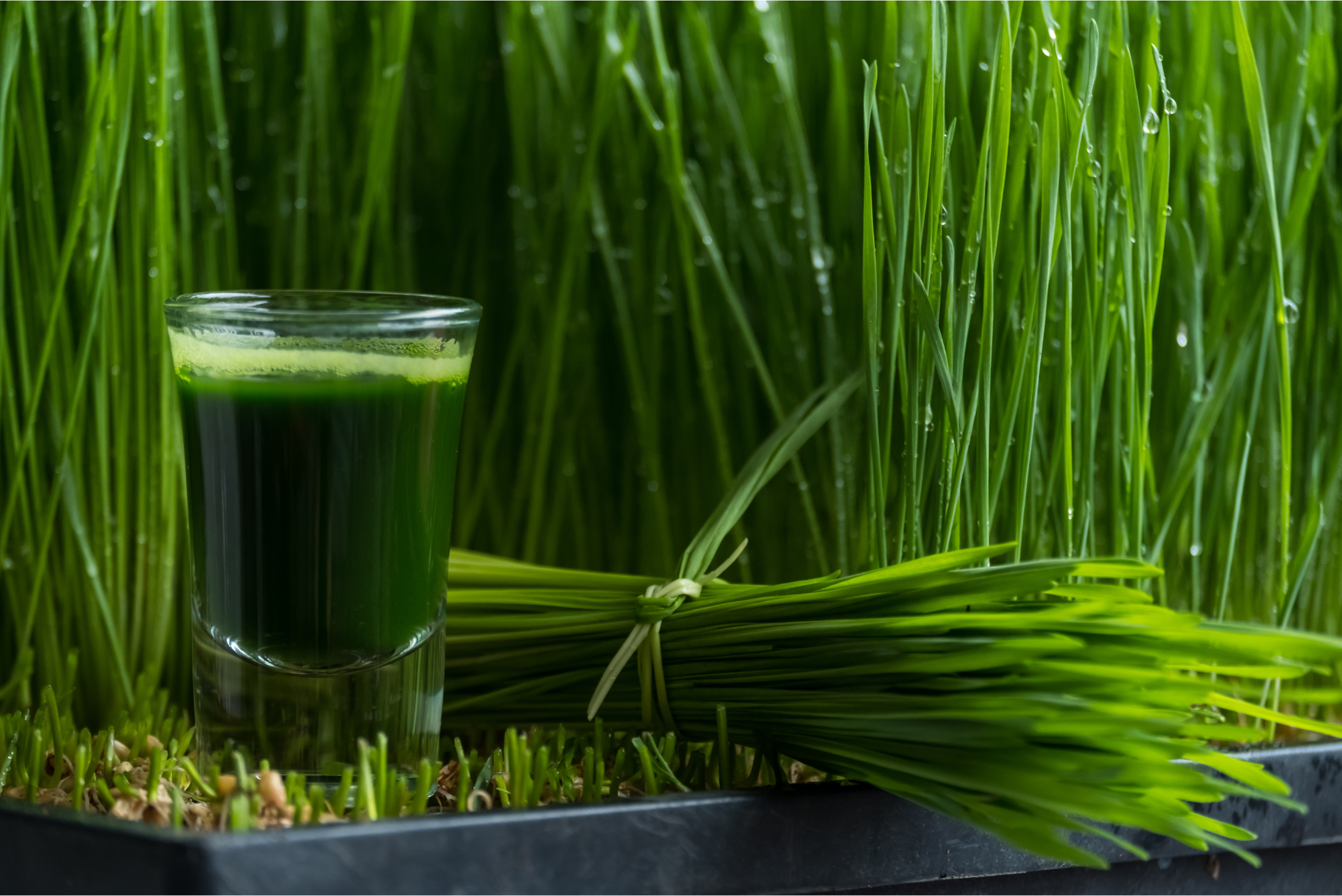 Fresh Wheat Grass Juice: Nature’s Great Healer